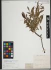 Foto von Salix lapponum L.